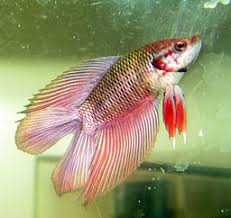 Water Temperature For Betta Fish