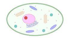 ミトコンドリアを増やす食材 waca jhiのブログ ミトコンドリア ミトコンドリア 増やす 健康