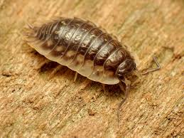 What are slaters and how to get rid of them. Woodlice Friends Not Foes Laidback Gardener