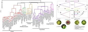 Image result for Vitaceae