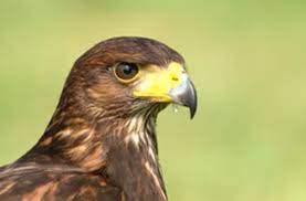 Based in singapore, our company is dedicated to bird & wildlife management solutions. Bird Control Apeer Bird And Pest Control Ltd