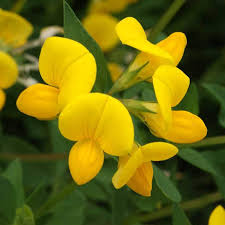 Image result for Lotus corniculatus