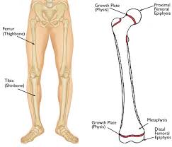 Image result for Growth Plate