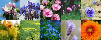Yet another type of spring bulb, fragrant lily bulbs can be used as both cut flowers or planted in a pot/garden to be enjoyed all season. Edible Flowers Fruit Hill Farm Blog