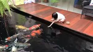 Video Kolam Ikan Koi In 2020 Koi Pond Design Pond Design Koi Fish Pond