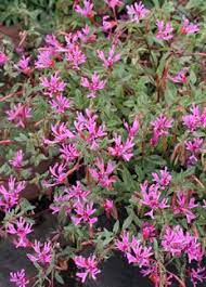 Clarkia Concinna Pink Ribbons Annual Plants Pink Ribbon Plants