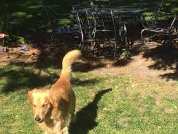 Iris adorable 2 chunky golden retriever puppies for sale. Litter Of 9 Golden Retriever Puppies For Sale In Grand Island Ne Adn 37454 On Puppyfinder Com Gender Male S And Fe Retriever Puppy Golden Retriever Puppies