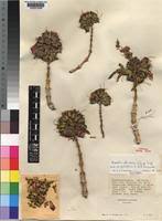 Image result for Dissotis trothae