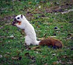 Pretty Cool Squirrel In Ferdinand Indiana Gwen Graves Sent Some Photos Of This Interesting Squirrel Found Eating Pecans Albino Animals Squirrel Unusual Animals