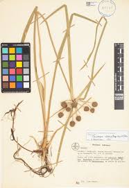 Image result for Oxycaryum