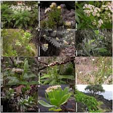 Image result for Psiadia punctulata