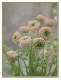 Pink Ranunculus Flowers Content In A Cottage Ranunculus Flowers Beautiful Flowers Flowers