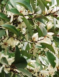 Image result for Mechowia grandiflora