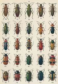 Cet été, barrière à insectes pulvérise le petit écran avec ses films météo aux allures de tontons flingueurs. Des Coleopteres Des Collections Et Des Hommes Les Coleopteristes Et Leurs Collections Publications Scientifiques Du Museum