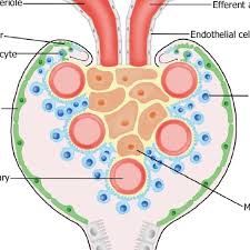 Eriole will do his ultimate attack at around 10% tesla does st debuff every 6 turns. A Model Of Podocyte Maintenance And Re Generation Parietal Epithelial Download Scientific Diagram