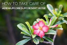 How To Care For Adenium Obesum Desert Rose In 2020 Adenium Rose Plant Care Desert Rose Plant