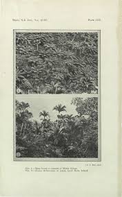 Image result for Kyllinga robinsoniana