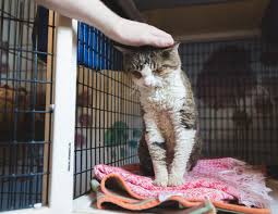 Creating fake animal rescue videos to gain attention is becoming a trend  on social media worldwide - GIGAZINE