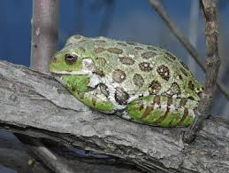 Image result for Hippocratea graciliflora