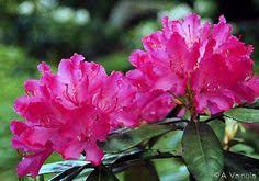 Check spelling or type a new query. 281 Best Flowering Shrubs Images Flowering Shrubs Shrubs Plants