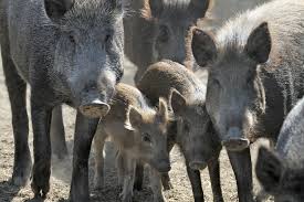 Wild boar piglets are coloured differently from adults, having marbled chocolate and cream stripes lengthwise over their bodies. Getting The Jump On Wild Boar In Manitoba Manitoba Co Operator