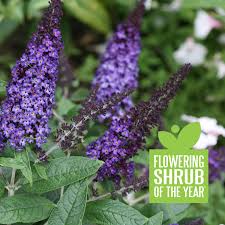 Pugster amethyst® butterfly bush do not need to be pruned but if desired, we recommend light. Proven Winners Shrub Plants Buddleia Pugster Blue Butterfly Bush Proven Winners Direct