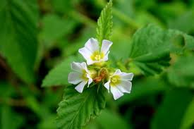 Image result for Melochia corchorifolia