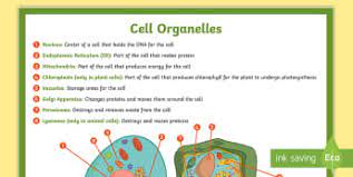 Check spelling or type a new query. What Is An Animal Cell Definition And Functions Twinkl