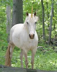 Unicorn Looks Like Cinnamon D Unicorn Wallpaper Pegasus Unicorn Unicorn Pictures