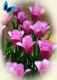 Google Flores Bonitas Flores Flores Rosa