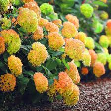 30pcs Rare Yellow Hydrangea Plants Mixed Hydrangea Flowers Home Plant Bonsai Viburnum Flower For Home Planting Hydrangeas Blue Hydrangea Plant Yellow Hydrangea