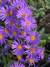 Aster amellus Butzemann (Berg-Aster)