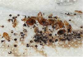 Product recommendations to exterminate bedbugs in your house or apartment. Bed Bug Color Unfed Adults Bed Stevens Pest Control Facebook