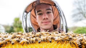 What is a beehive?