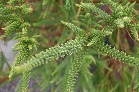 Image result for Fabiana imbricata