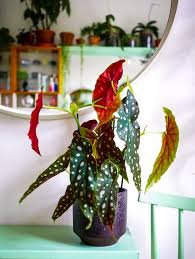 These large indoor plants can improve air quality and give you a lush atmosphere. 33 Colorful Houseplants You Ll Love Colorful Indoor Houseplants