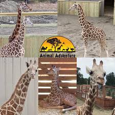 Cam oliver updated a highlight. Tajiri The Giraffe Tajthegiraffe Twitter