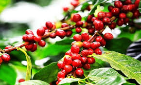 Inside this 'cherry' fruit are two seeds, which are the coffee beans. Coffee Tree