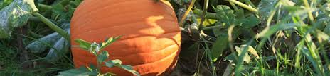 Semi E Bulbi Ortaggi Citrouille Potiron Ortaggi Courge Musquee De Provence Muscade Lot De 25 Graines Designyatra Com
