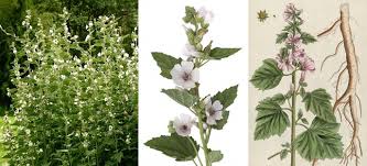 Marshmallow plant, also known by its botanical name althea officinalis, is an herb that's been used for millennia. Marshmallow Sensory Solutions