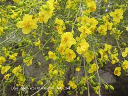 The bark of a palo verde tree is green because it's filled with chlorophyll. Palo Verde Trees Will Turn The Desert Golden Wryheat