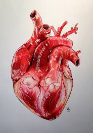 Heart In Watercolor Anatomical Heart Art Anatomical Heart Drawing Human Heart Drawing
