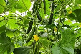 Cucumbers Show Strong Sales Growth, With Organic Persians in High Demand