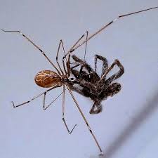 Educational natural pest control test. In Praise Of Daddy Long Legs