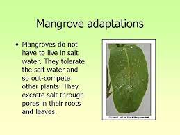 Adaptions for salt exclusion or salt excretion allows mangroves to live where other terrestrial plants cannot. Mangrove Ecosystems What Are Mangroves Mangroves Are Plants