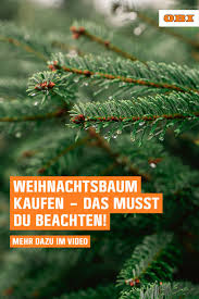 Weihnachtsbaum kaufen ✅ mit exklusivem gutscheincode für ihr gratis. So Findest Du Den Richtigen Weihnachtsbaum Obi Weihnachtsbaum Kaufen Weihnachtsbaum Baum