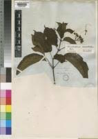 Image result for Clerodendrum umbellatum