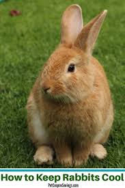 Rabbits are easily susceptible to heatstroke during the hot weather months, so it's very important to learn how to keep your rabbit cool during the summertime. How To Keep Rabbits Cool In The Summer Pet Coupon Savings