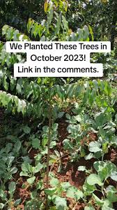 Image result for Cylicomorpha parviflora