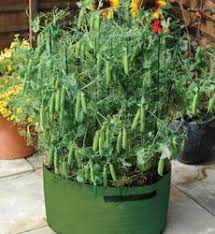 You can harvest bush beans in just 50 to 55 days but pole beans can take an extra week or two before harvest. 14 Crops You Can Drop Grow From Seed Plant Instructions